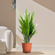 Aspiradas | Aspidistras Indoor Plant | Cast Iron Plant 0.8 - 1.0m - Greensouq - 