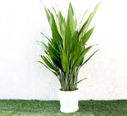 Aspiradas | Aspidistras Indoor Plant | Cast Iron Plant 0.8 - 1.0m - Greensouq - 