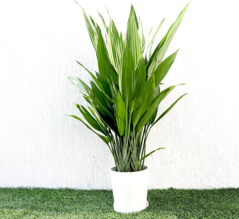 Aspiradas | Aspidistras Indoor Plant | Cast Iron Plant 0.8 - 1.0m - Greensouq - 