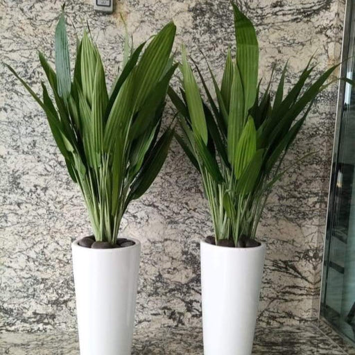 ASPIRADAS Bundle 1m to 1.2m Set of 2 Plants in Ceramic pots - Greensouq - 