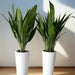 ASPIRADAS Bundle 1m to 1.2m Set of 2 Plants in Ceramic pots - Greensouq - 