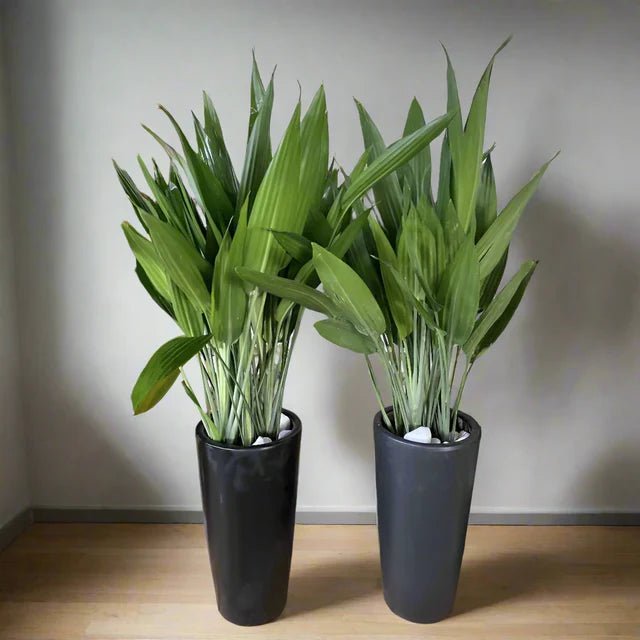 ASPIRADAS Bundle 1m to 1.2m Set of 2 Plants in Ceramic pots - Greensouq - 