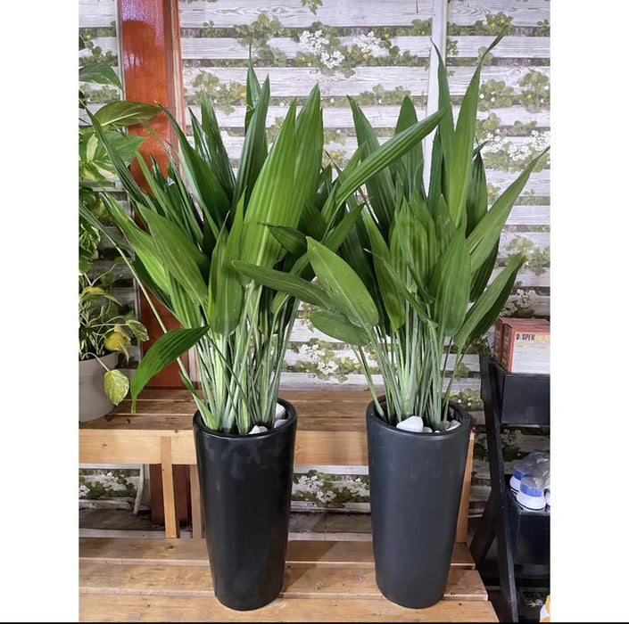 ASPIRADAS Bundle 1m to 1.2m Set of 2 Plants in Ceramic pots - Greensouq - 