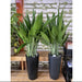 aspiradus_in_black_ceramic_pot greensouq