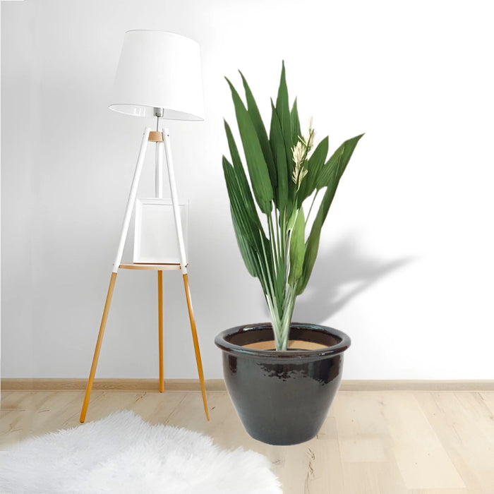 Aspiradas | Aspidistras Indoor Plant | Cast Iron Plant 0.8 - 1.0m