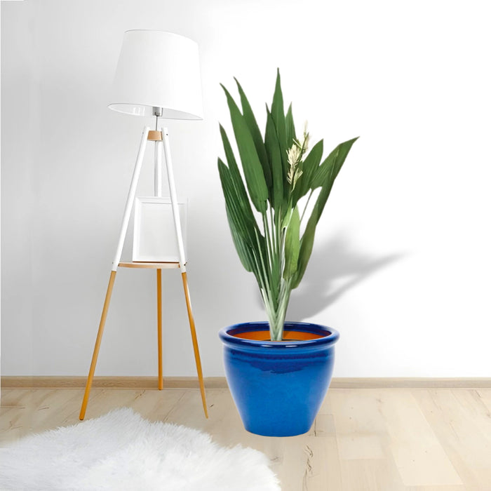 Aspiradas | Aspidistras Indoor Plant | Cast Iron Plant 0.8 - 1.0m