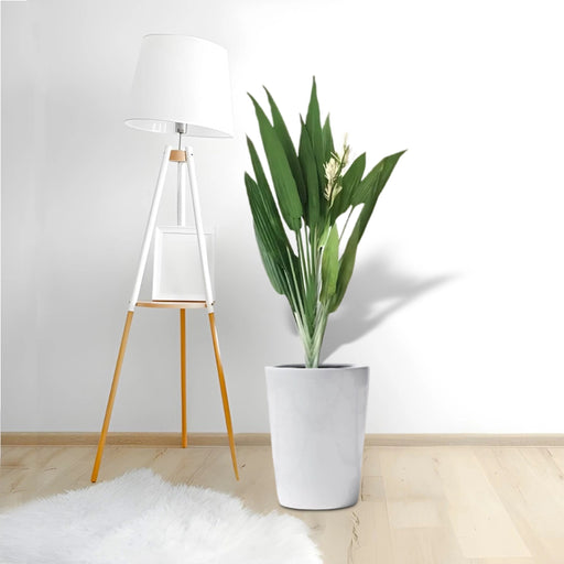 Aspidistras Indoor Plant | Cast Iron Plant 0.8 – 1.0m