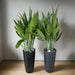 aspiradus_in_black_ceramic_pot greensouq
