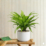 Asplenium Nidus - Bird's Nest Fern (50 - 60cm) | UAE's Top Plants! - Greensouq - 