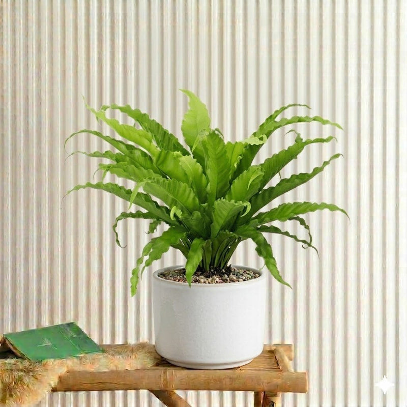 Asplenium Nidus - Bird's Nest Fern (50 - 60cm) | UAE's Top Plants! - Greensouq - 
