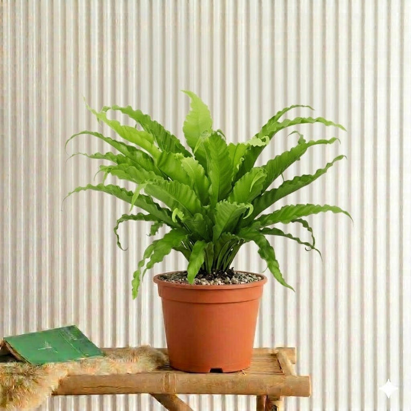 Asplenium Nidus - Bird's Nest Fern (50 - 60cm) | UAE's Top Plants! - Greensouq - 