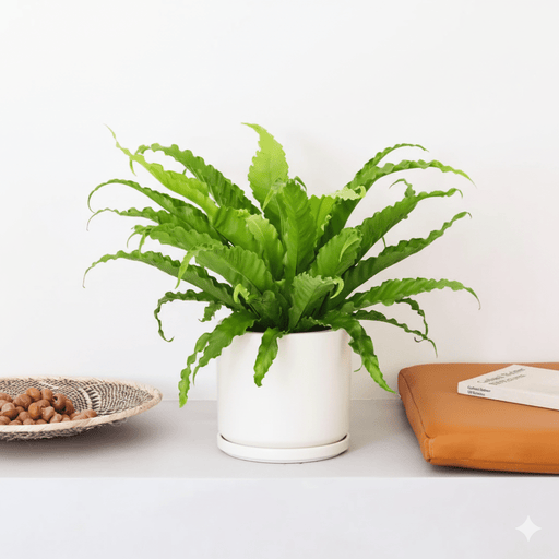 Asplenium Nidus or Bird's Nest Fern 50 - 60cm spread - Greensouq - 