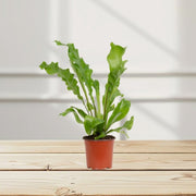Asplenium Nidus or Bird's Nest Fern 50 - 60cm spread - Greensouq - 