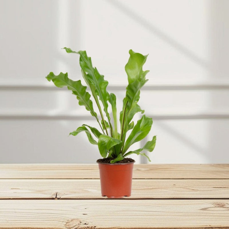 Asplenium Nidus or Bird's Nest Fern 50 - 60cm spread - Greensouq - 