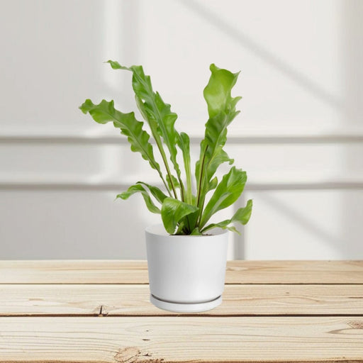 Asplenium Nidus or Bird's Nest Fern 50 - 60cm spread - Greensouq - 