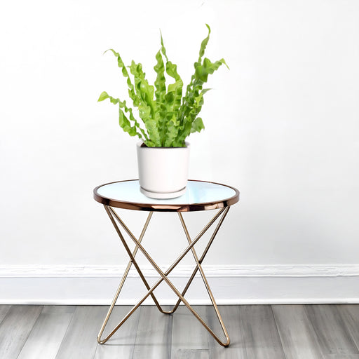 asplenum in white ceramic pot