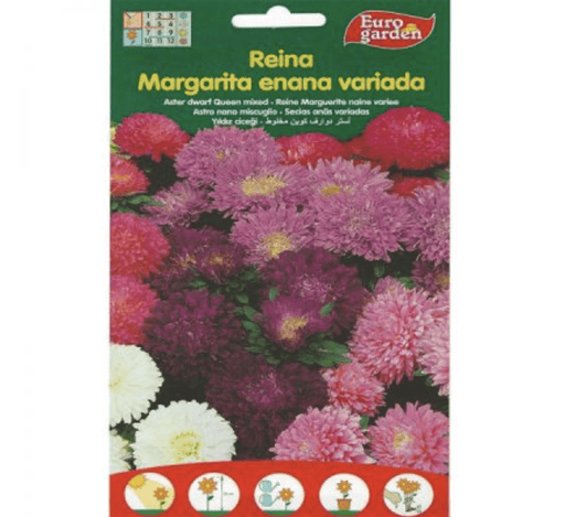 Aster Dwarf Queen Mix Premium Quality Seeds by EuroGarden - Greensouq - 