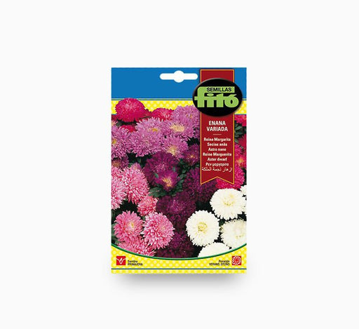 Aster Dwarf Queen Mixed - Greensouq - 