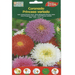 Aster Ostrich Princess Mix Premium Quality Seeds by EuroGarden - Greensouq - 