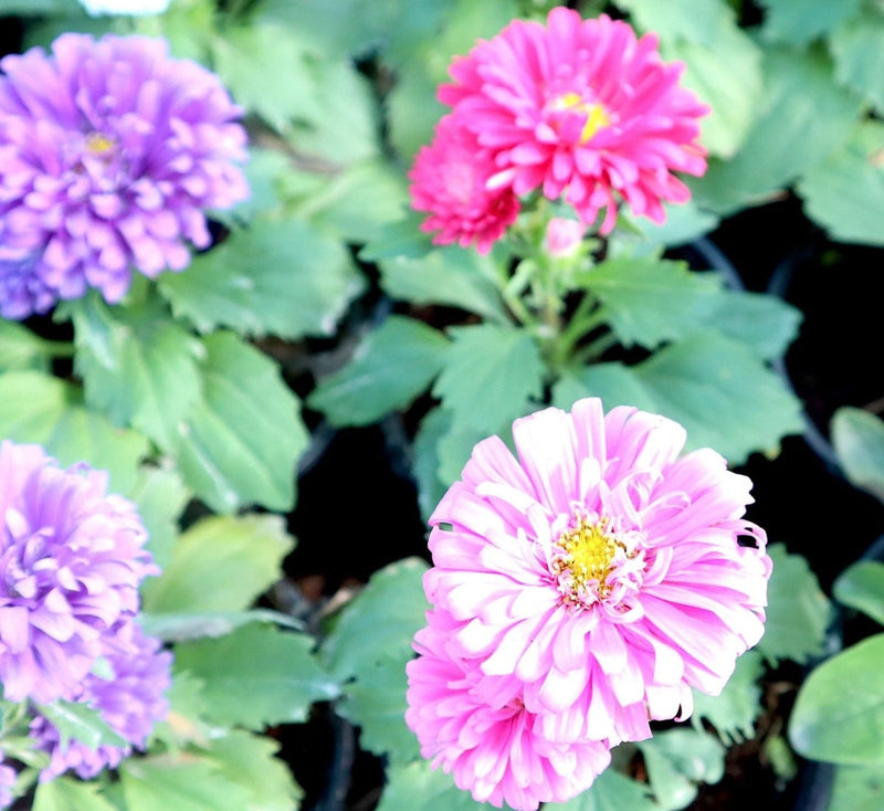 Aster Seasonal Mix Flowering Plant in 2ltr Pot - Greensouq - 