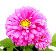 Aster Seasonal Mix Flowering Plant in 2ltr Pot - Greensouq - 