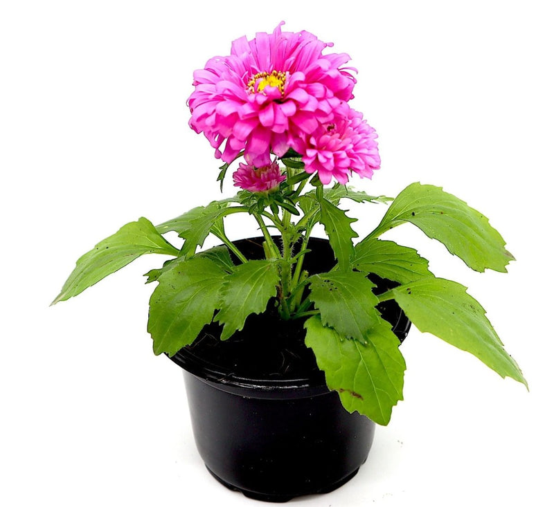 Aster Seasonal Mix Flowering Plant in 2ltr Pot - Greensouq - 