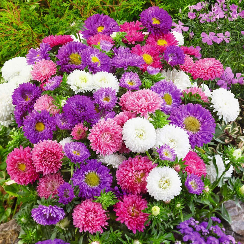 Aster Seasonal Mix Flowering Plant in 2ltr Pot - Greensouq - 