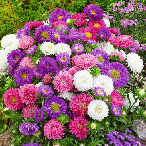 Aster Seasonal Mix Flowering Plant in 2ltr Pot - Greensouq - 