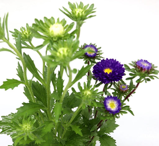 Aster Seasonal Mix Flowering Plant in 2ltr Pot - Greensouq - 