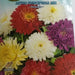 Astro Principessa Mix Seed by CANESTRO - Greensouq - 