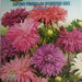 Astro Puma Di Struzzo Mix Seeds by CANESTRO - Greensouq - 