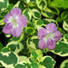Asystasia gangetica Hanging "Chinese Violet" Green souq