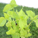 Asystasia Gangetica Green "Chinese Violet" 10 - 15cm - Greensouq - 