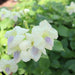 Asystasia Gangetica Green "Chinese Violet" 10 - 15cm - Greensouq - 