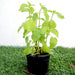 Asystasia Gangetica Green "Chinese Violet" 10 - 15cm - Greensouq - 