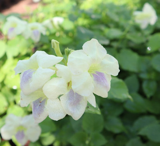 Asystasia Gangetica Green Hanging "Chinese Violet" - Greensouq - 