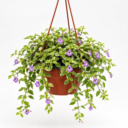 Asystasia gangetica Hanging "Chinese Violet" - Greensouq - 