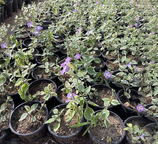 Asystasia gangetica Hanging "Chinese Violet" - Greensouq - 