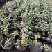 Asystasia gangetica Hanging "Chinese Violet" - Greensouq - 