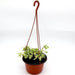 Asystasia gangetica Hanging "Chinese Violet" - Greensouq - 