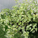 Asystasia Gangetica Variegata "Chinese Violet" 6ltr pot - Greensouq - 