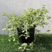 Asystasia Gangetica Variegata "Chinese Violet" 6ltr pot - Greensouq - 