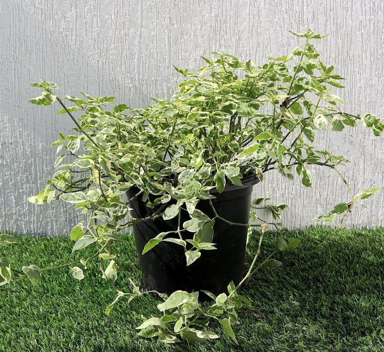Asystasia Gangetica Variegata "Chinese Violet" 6ltr pot - Greensouq - 