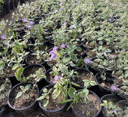 Asystasia Gangetica Variegata"Chinese Violet" 10 - 15cm - Greensouq - 