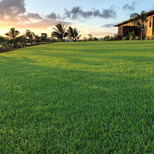paspalum grass by greensouq