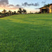 paspalum grass by greensouq