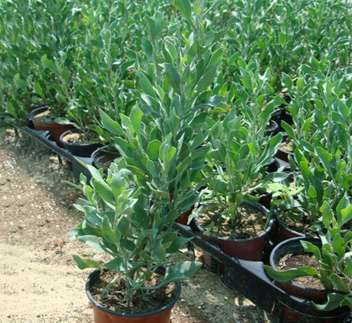 Atriplex semibaccata " Berry SaltBush" - Greensouq - 