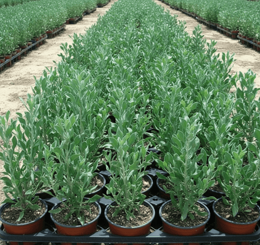 Atriplex semibaccata " Berry SaltBush" - Greensouq - 