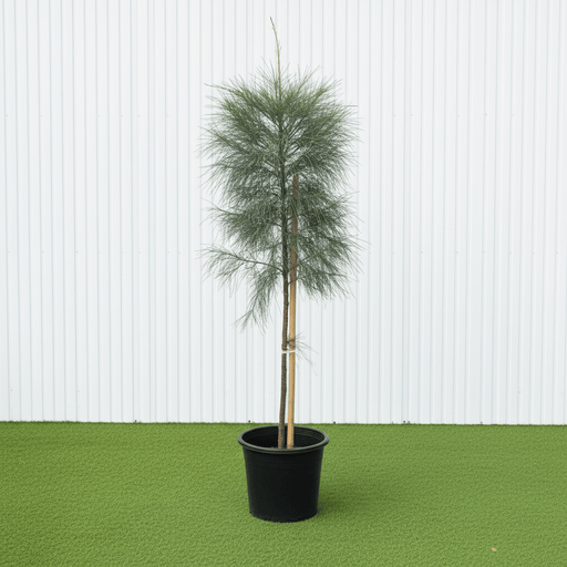 Australian Pine Tree - Casuarina Equisetifolia (1.3 - 1.8m) | UAE’s Timeless Greens! - Greensouq - 
