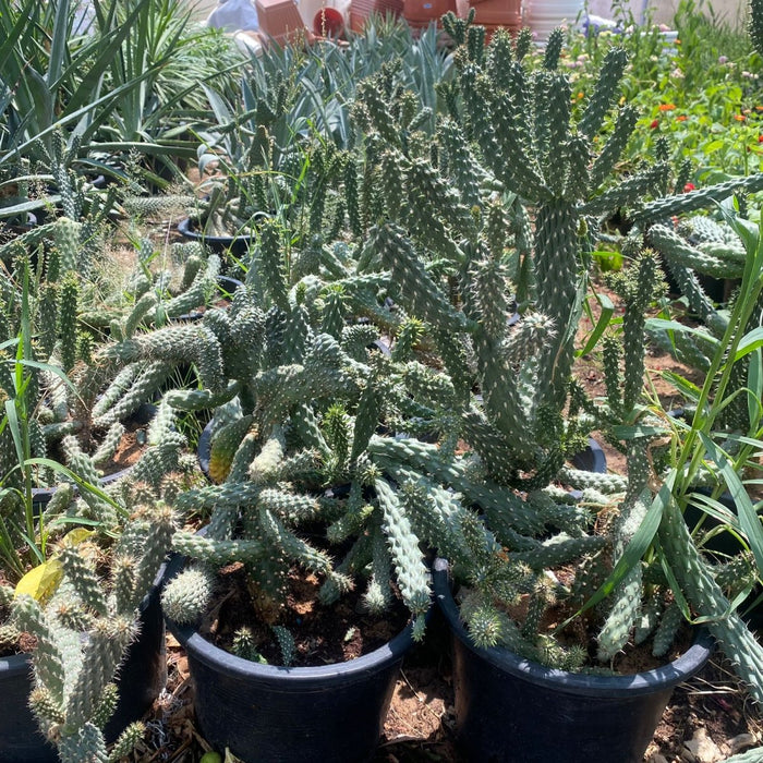 Austrocylindropuntia Subulata (Eve's Needle Cactus) - Greensouq - 